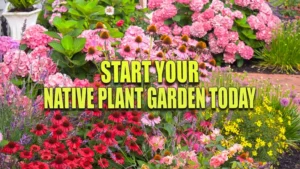 A lush garden path lined with an array of flowers including vibrant pink echinaceas, deep red daisies, yellow blossoms, and large pink hydrangeas, all thriving among dense green foliage.