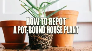 Pot-bound aloe vera plant with exposed roots, ready for repotting, next to an empty clay pot and a small trowel on a wooden surface.