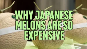 Why Japanese Melons Are So Expensive