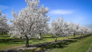 How Do You Grow an Almond Tree featured image