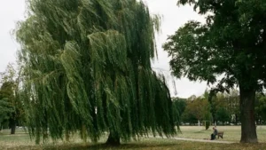 How to Grow a Willow Tree from a Cutting featured image