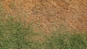 How to Revive Grass Affected by Brown Patch Fungus