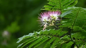 How to Grow a Mimosa Tree From Seeds