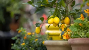 How to Plant Fruit Trees in Pots