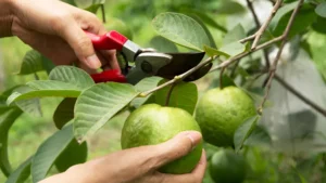 How to Prune Fruit Trees