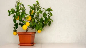 How Long for Lemon Tree to Bear Fruit From Seed