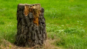 How to Kill a Tree Stump Fast: Quick and Effective Methods