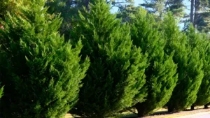 Fast Growing Privacy Trees