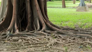 What To Do With Tree Roots Above Ground