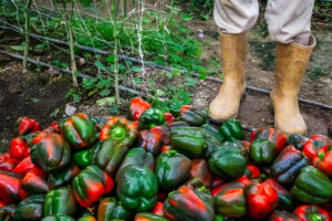 How to grow peppers