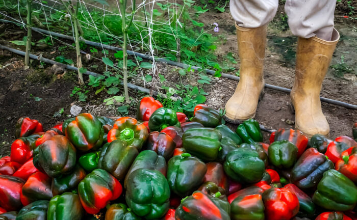 How to Plant Peppers in a Garden: A Comprehensive Step-by-Step Guide