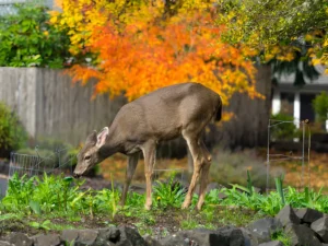 deer in garden