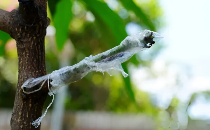 How to Graft a Mango Tree: A Step-by-Step Guide