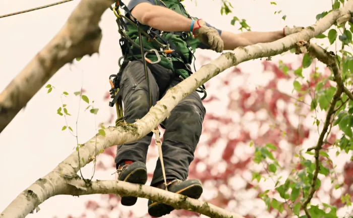 How to Use a Chainsaw Safety for Forestry Work