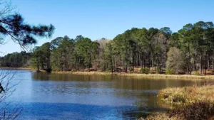 Kisatchie National Forest