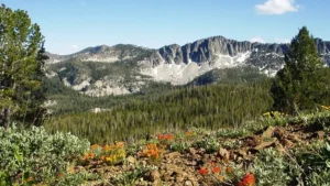 A vibrant alpine landscape featuring a foreground of wildflowers with a mix of orange, yellow, and green hues, a dense evergreen forest in the midground, and a majestic mountain range with rocky peaks under a clear blue sky in the background.