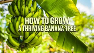 How to Grow a Thriving Banana Tree