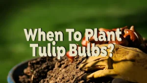 when to plant tulip bulbs?