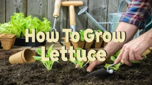 how to grow lettuce