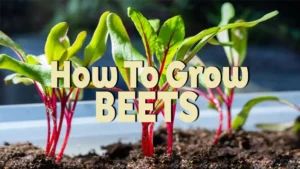 how to grow beets