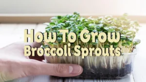 how to grow broccoli sprouts