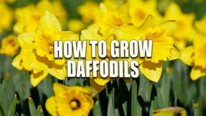 Vibrant field of yellow daffodils in full bloom, with a focus on several flowers in the foreground against a blurred background of countless others.