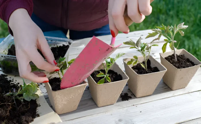 Best Garden Starter Kits for Beginners