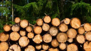 Stack of cut logs in front of a forest.