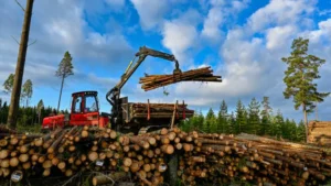 Understanding Timber Harvesting Regulations: What you need to know featured image