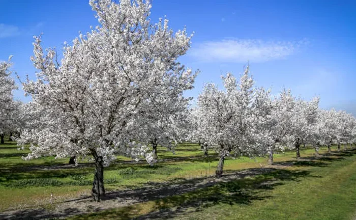 How Do You Grow an Almond Tree