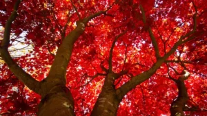 Red Maple Tree