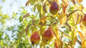 European Pear Tree