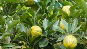 Variegated Pink Lemon Tree