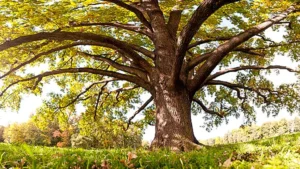 A majestic oak tree with sprawling branches and lush green leaves, standing in a sunny field.