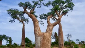 Perrier’s Baobab Tree