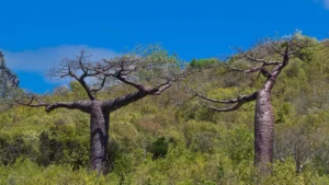 Suarez Baobab Tree