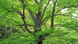 Japanese Beech Tree