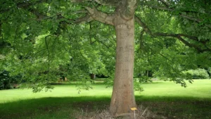 Oregon Ash Tree