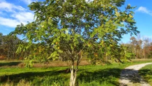 Manchurian Ash Tree