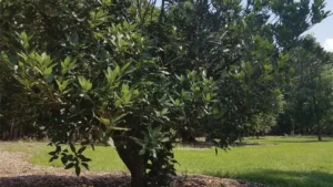 Japanese Evergreen Oak Tree