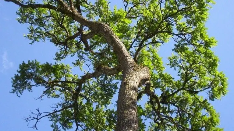 Spanish Cedar Tree