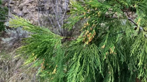 Incense Cedar Tree