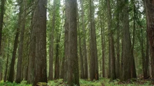 Western Red Cedar Tree