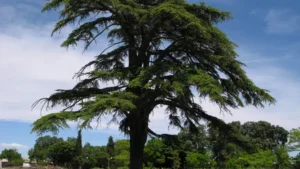 Lebanon Cedar Tree