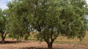 Olive Tree