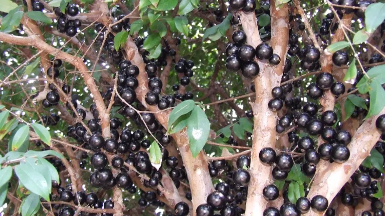 Sabará Jabuticaba