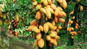 Criollo Cacao