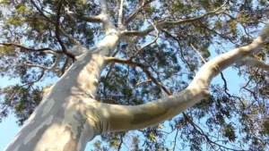 Corymbia Maculata Tree