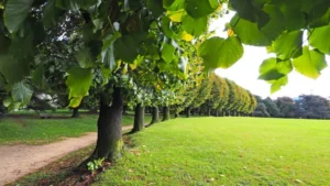 Row of linden trees with fresh green leaves along a park path, with a lush lawn on the side.