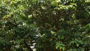 Mature tree with dense green leaves and multiple trunks